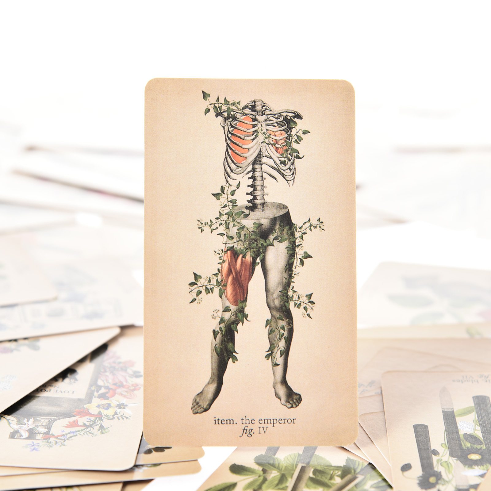 The Antique Anatomy Tarot Card - đánh giá và giá Board Game Oracle